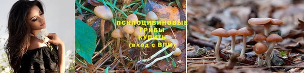 прущие грибы Алексеевка