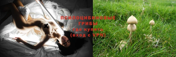 прущие грибы Алексеевка